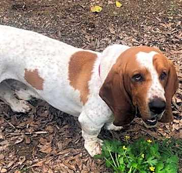 Photo of SPUD - ADOPTION PENDING!