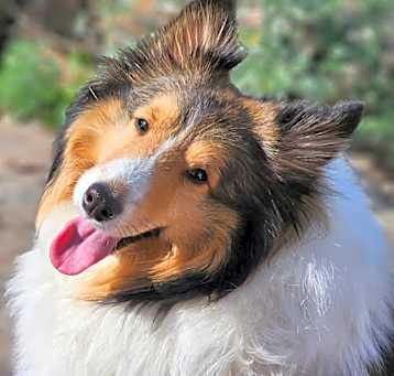 Photo of Romeo
