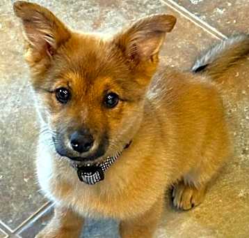 Photo of Bella