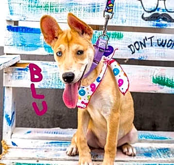Photo of Blu