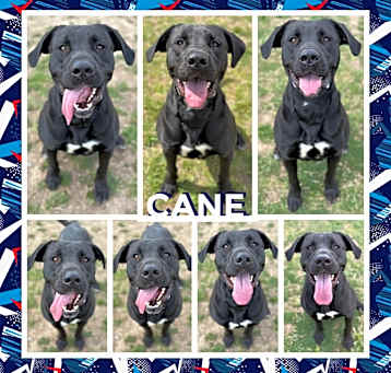 Photo of Cane
