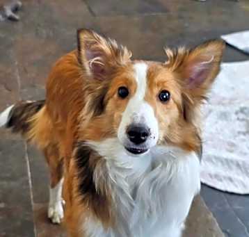 Photo of Maple sheltie