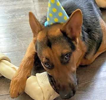 Photo of Dexter