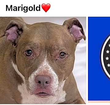 Photo of MARIGOLD