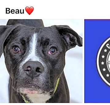 Photo of BEAU