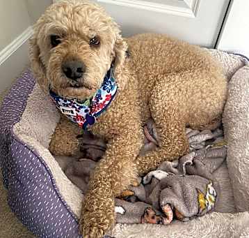 Photo of Eugene (pending medical)