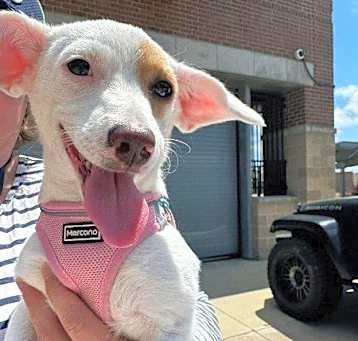 Photo of ANN - PENDING ADOPTION