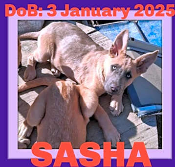 Photo of SASHA