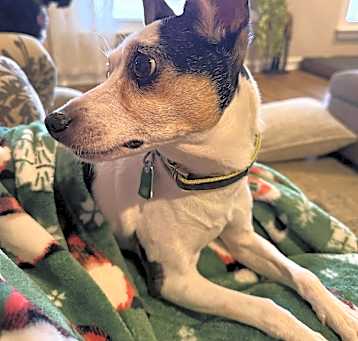 Photo of Lucky/Halo