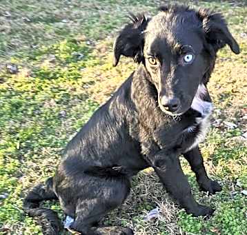 Photo of PUPPY KENZIE