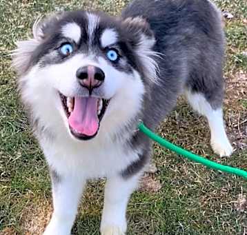 Photo of Bandit