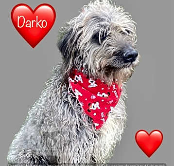 Photo of DARKO
