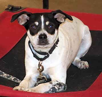 Photo of Barney