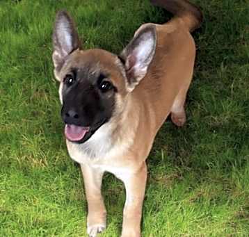 Photo of BROOKLYN NEEDS 4wk FOSTER