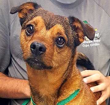 Photo of Whiskey