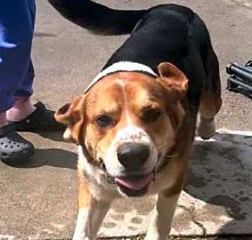 Photo of Milo