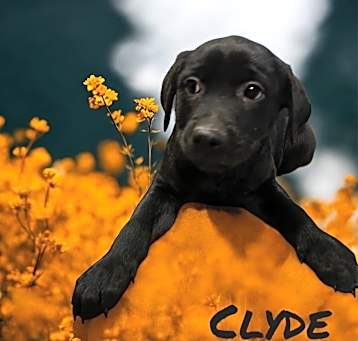 Photo of Clyde