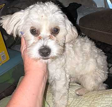 Photo of Toby