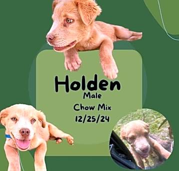 Photo of Holden