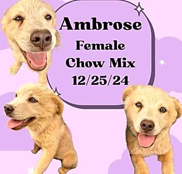 Photo of Ambrose
