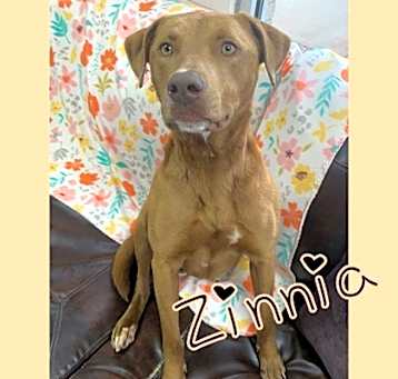 Photo of Zinnia
