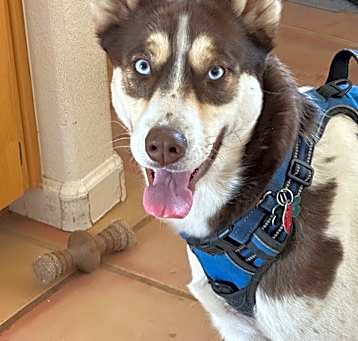 Photo of Sage