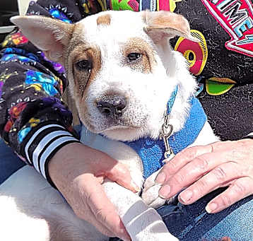 Photo of BENTLEY