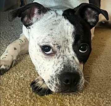Photo of Clover