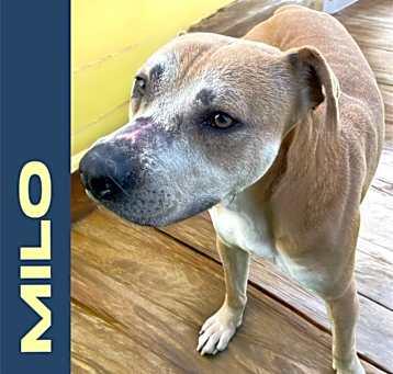 Photo of Milo