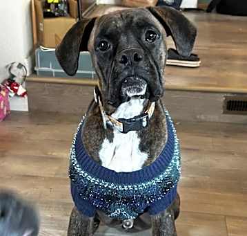Photo of Buster