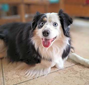 Photo of Oakie