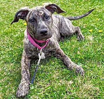 Photo of Faith (Creek Litter)