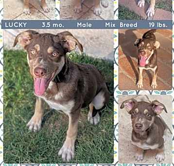 Photo of LUCKY