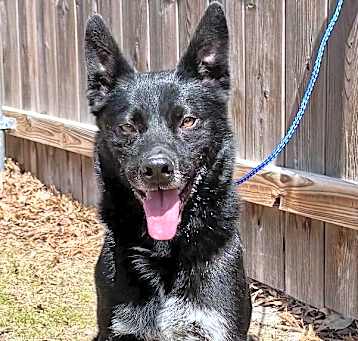 Photo of Hopper