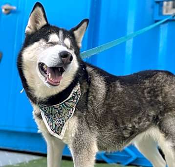 Photo of Stella