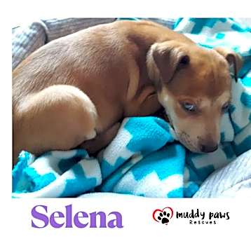 Photo of Kira's Litter:  Selena