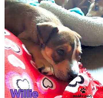 Photo of Kira's Litter:  Willie