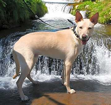 Photo of Moose