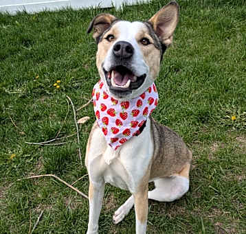 Photo of Ruby (Noodles)