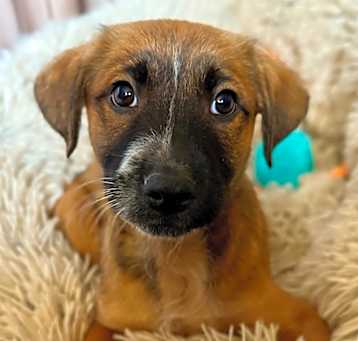 Photo of Bennie