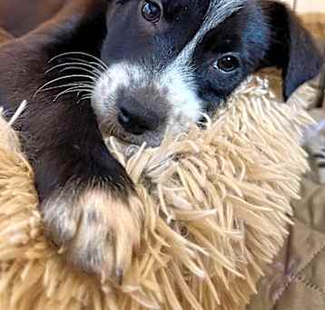 Photo of Jett