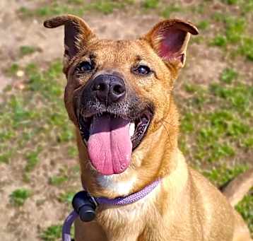 Photo of Cookie