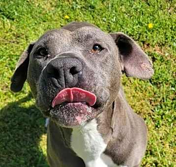 Photo of Gomer