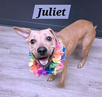 Photo of Juliet