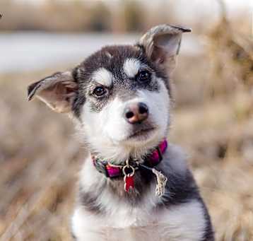 Photo of Gin