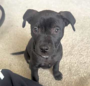 Photo of Buddy