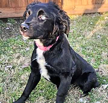 Photo of PUPPY KENZIE