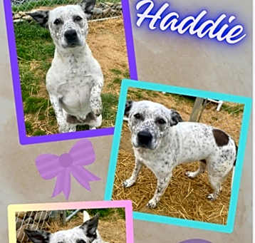 Photo of Haddie