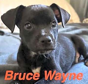 Photo of Bruce Wayne