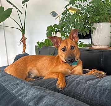 Photo of Hank